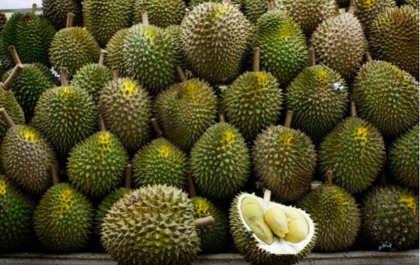 Lima Mahasiswa UGM Kembangkan Bioplastik Biji Durian